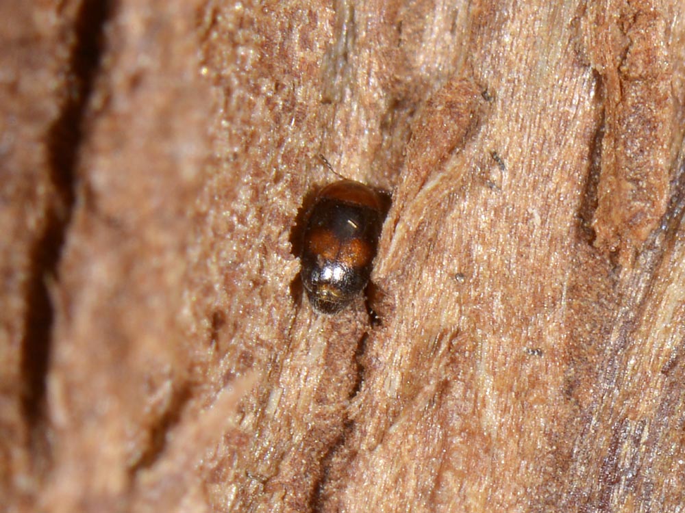 Mini coleottero - Arthrolips fasciata (cfr.) (Corylophidae)